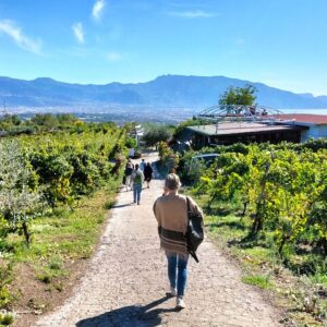 Escursione di gruppo per degustazione vini alle Cantine del Vesuvio.(4 ore)